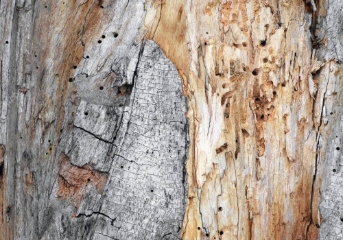 Биологическая коррозия древесины: что это такое, методы защиты