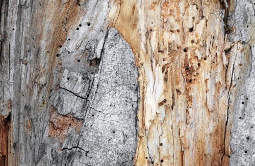 Биологическая коррозия древесины: что это такое, методы защиты
