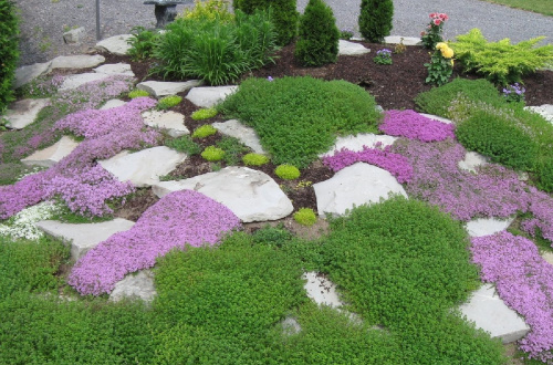 Каменистый сад с ковровыми растениями